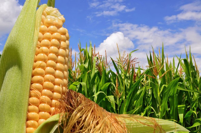 México reduciría importaciones de maíz