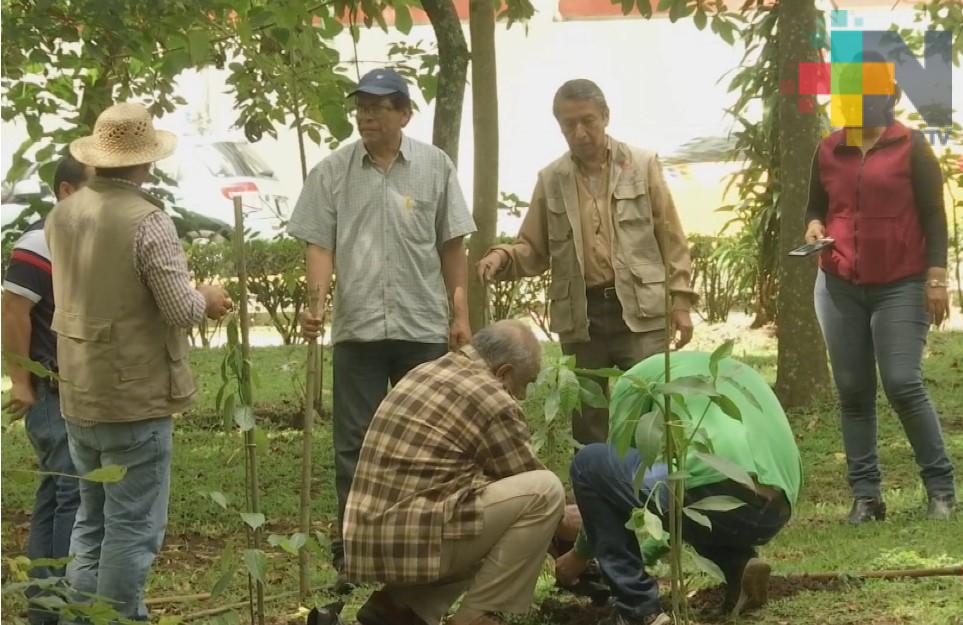 Reforestan el parque Los Berros en Xalapa
