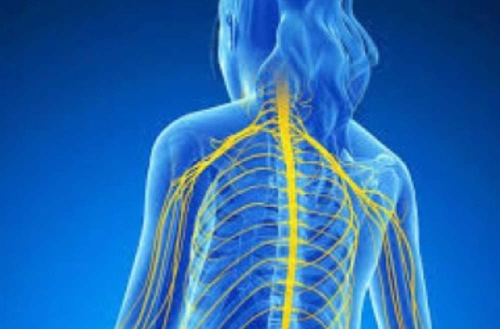 Reportan hallazgos que ayudarían al desarrollo de tratamientos para la esclerosis múltiple