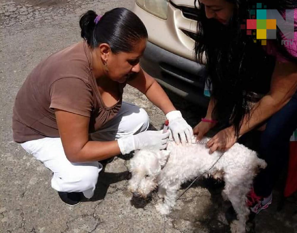 En Tuxpan realizan jornada de vacunación antirrábica