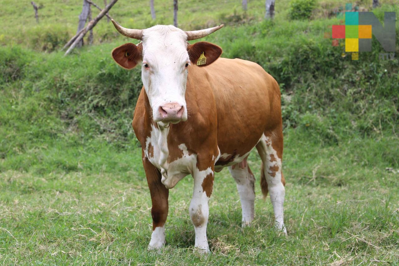 Veracruz primer lugar en producción de ganado bovino