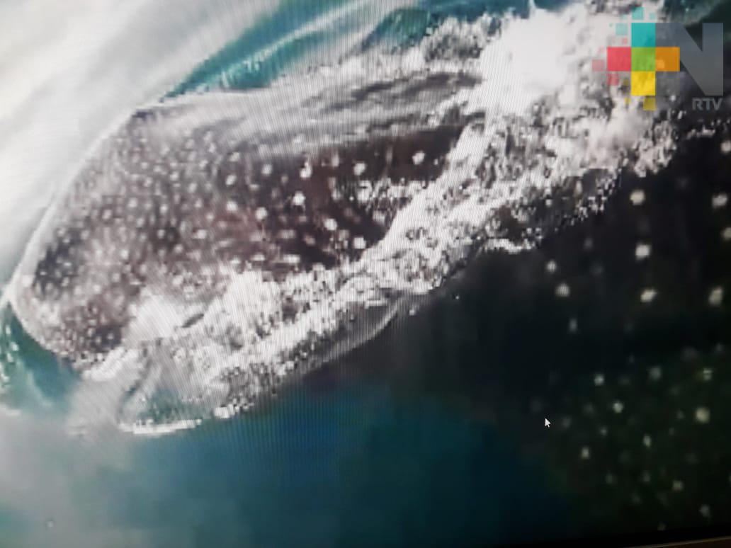 Avistan tiburón ballena en zona de Costa Esmeralda