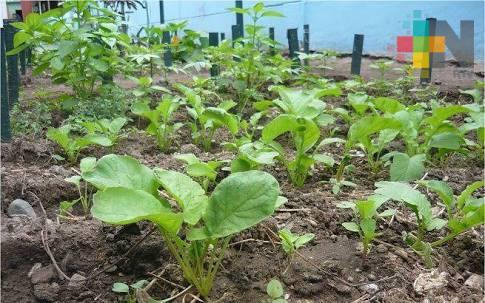 Impulsan México y Sudáfrica, ante contexto global, sistemas agroalimentarios resilientes