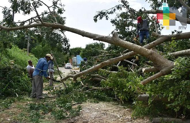 Inicia poda de árboles en Coatzacoalcos