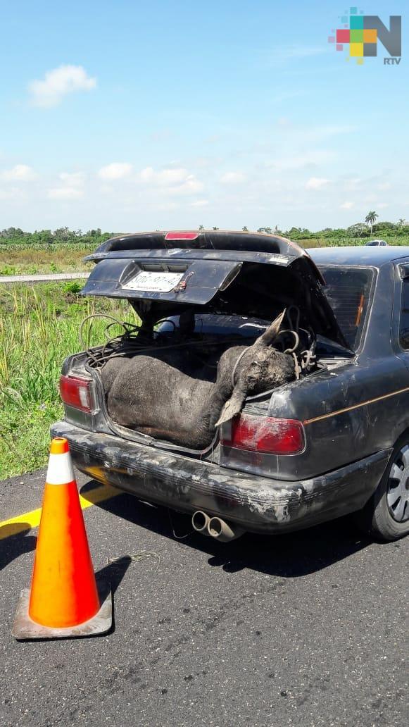 Rapiñan ganado en la carretera Villahermosa–Coatzacoalcos