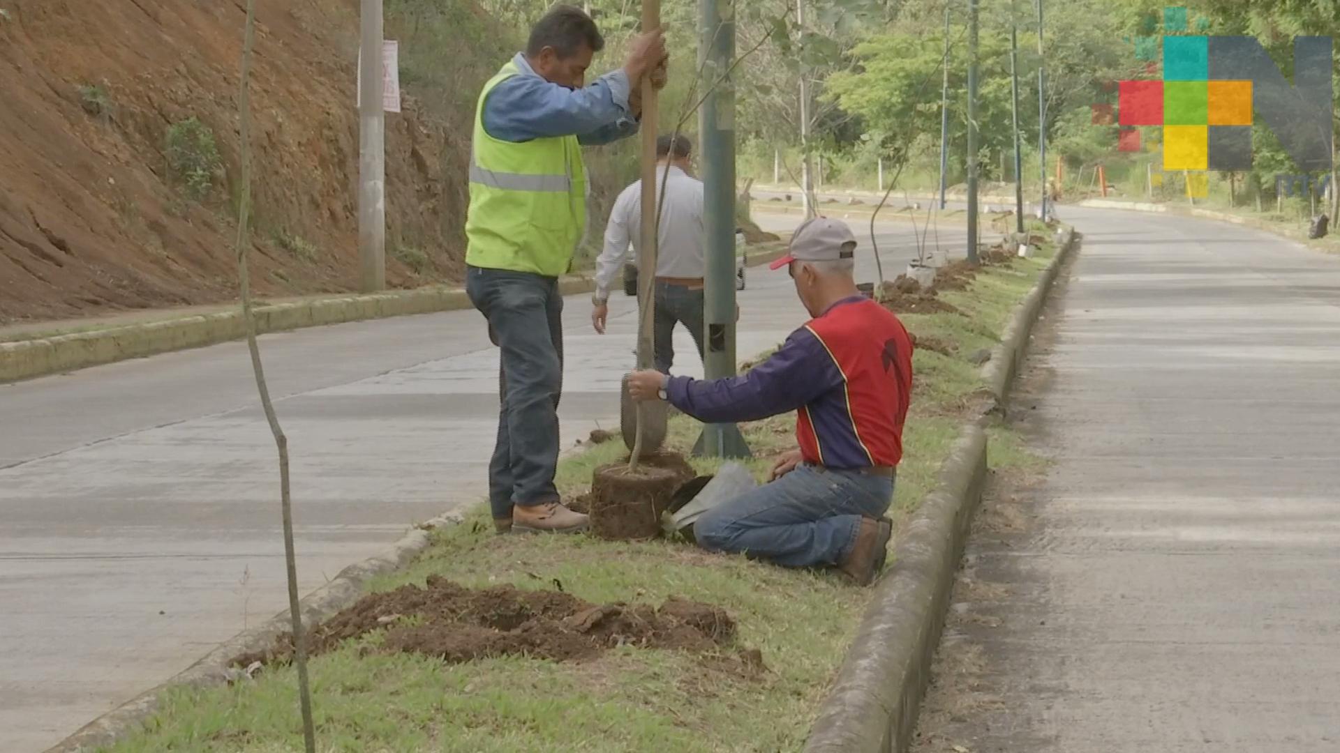 Inicia campaña de arborización en Xalapa