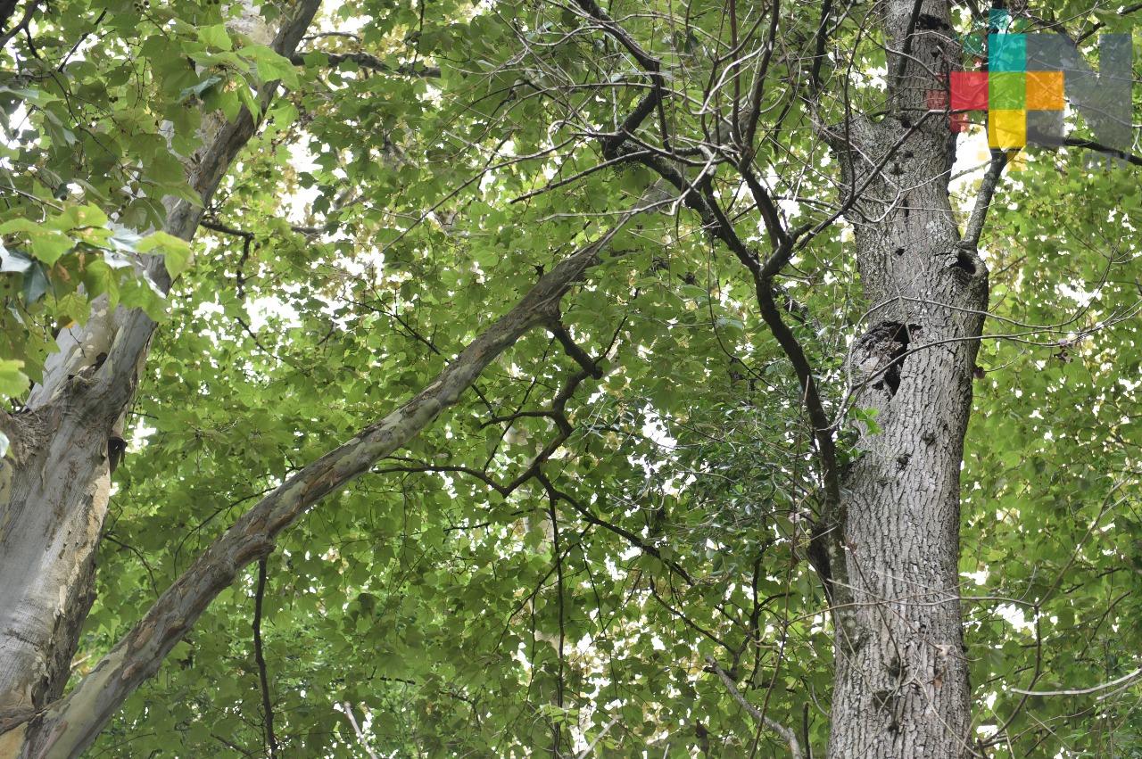 Retirarán 28 árboles muertos de Los Berros