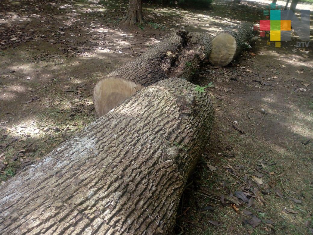 Por mantenimiento urbano, en el 2018 se retiraron 350 árboles en Xalapa