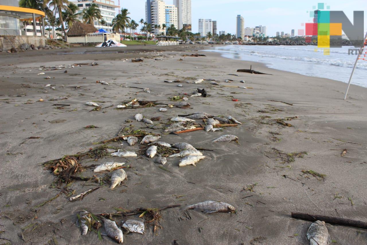 Decenas de peces muertos en playa de Boca del Río