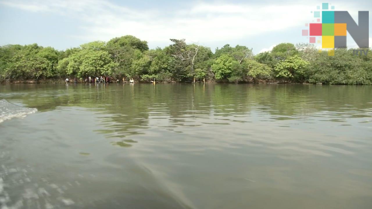 Convocan a jornadas de limpieza y reforestación del manglar del Estero de Mandinga