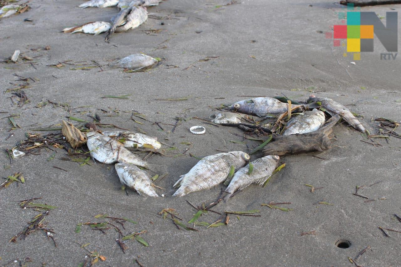 Calentamiento global convierte al mar en un caldo de muerte: Científica