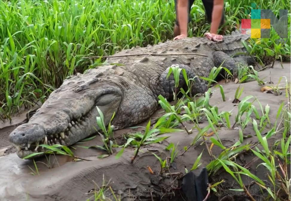 Necesario un plan de manejo integral para evitar matar cocodrilos en la entidad: Expertos