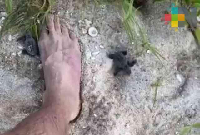 Fiesta en Isla Salmedina constituyó un delito federal, debe sancionarse: ambientalistas