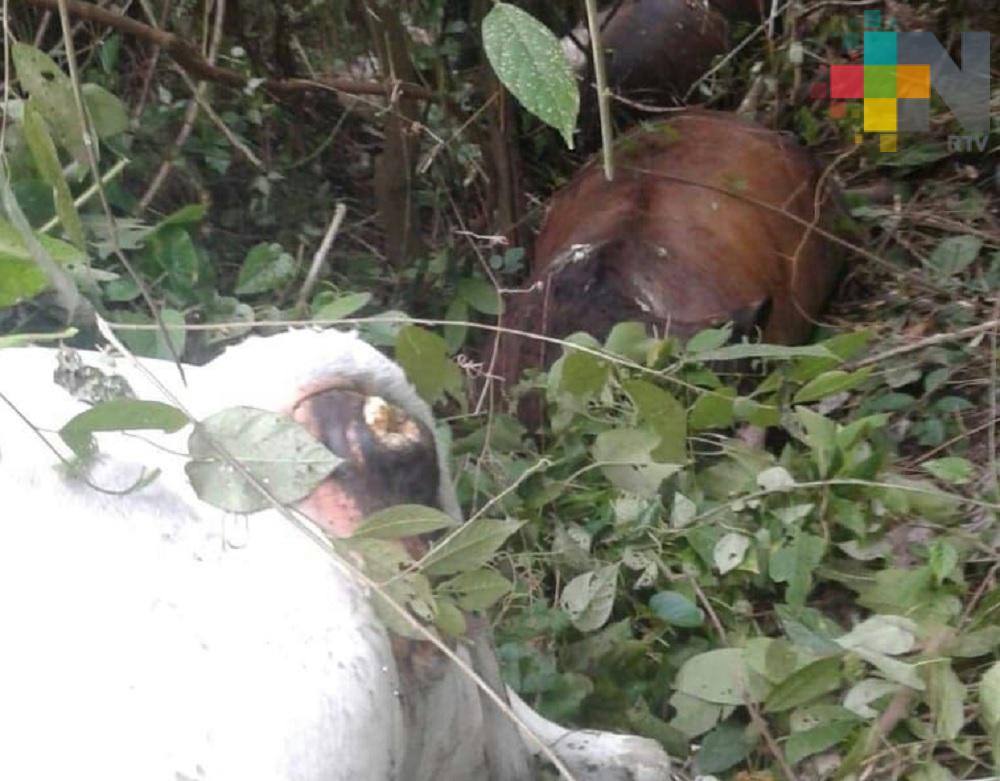 Muere ganado por tormentas eléctrica en Las Choapas