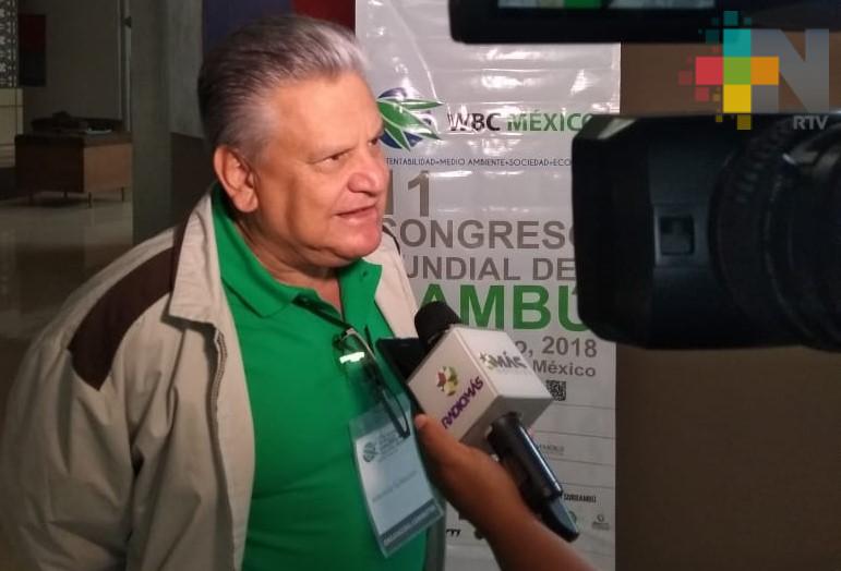 En México, bambú es de calidad internacional