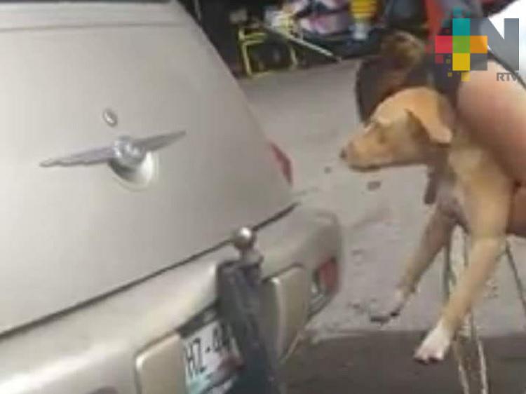 Sancionarán a responsable de maltrato a mascota en Veracruz puerto