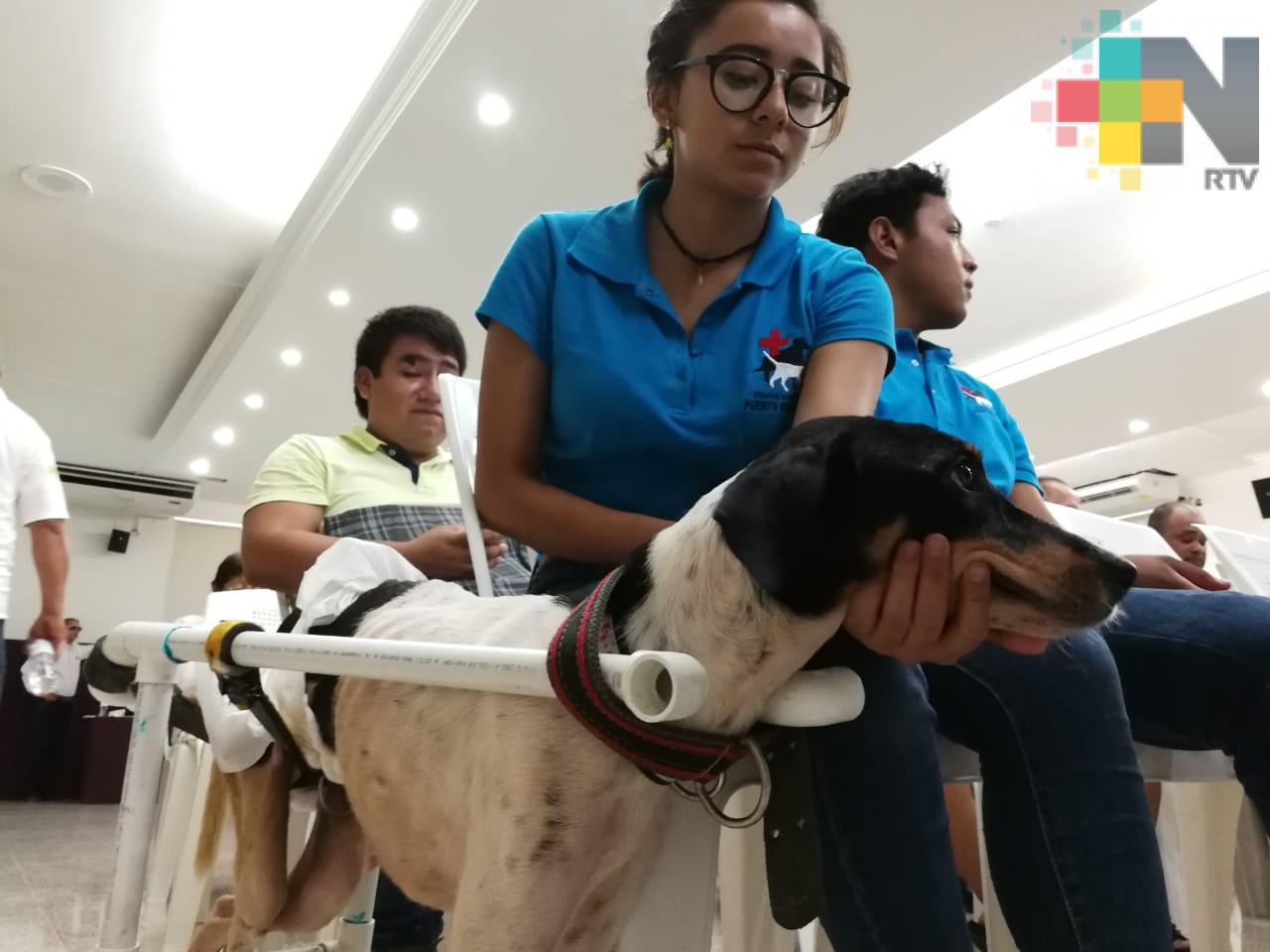 Persona que atropelle a un perro puede ir a la cárcel si es denunciado ante autoridades