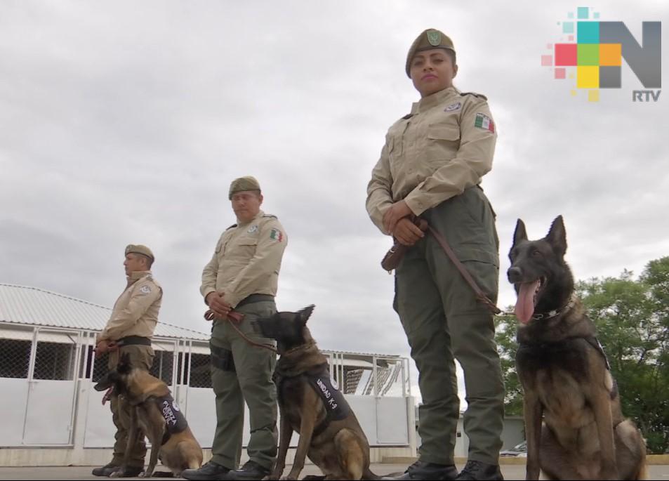 Compañía K9 de la Fuerza Civil, entrenada para proteger a la ciudadanía