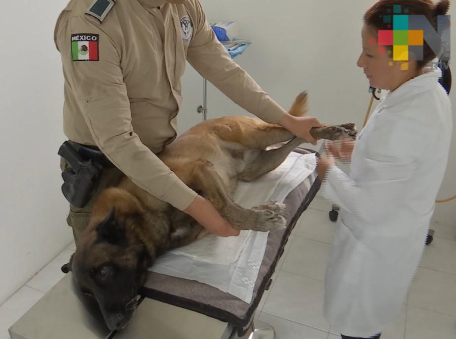 Fiscalía Especializada da a conocer mecanismos legales para denunciar maltrato animal