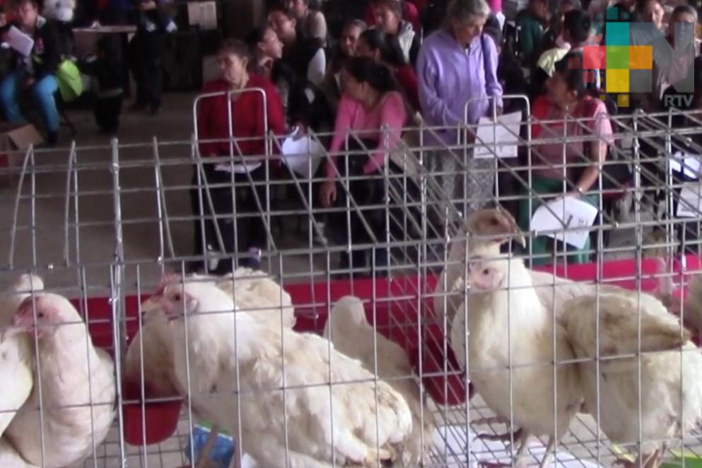 Entrega Sagarpa 158 paquetes de pollas ponedoras en el municipio de Zacualpan