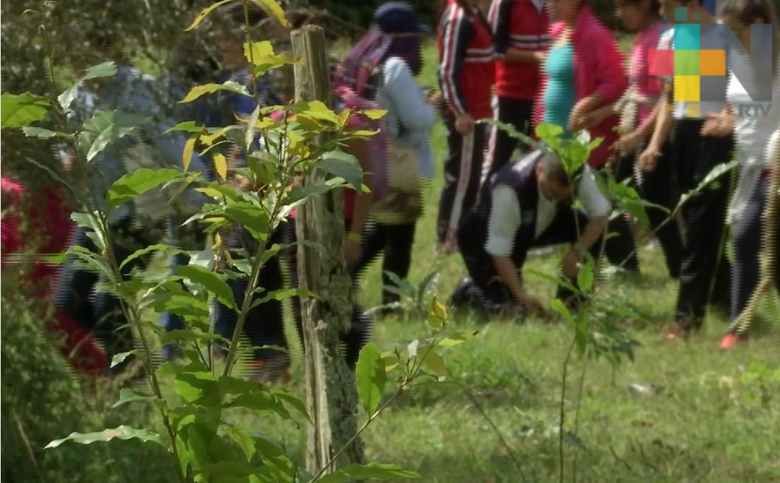 Realizan campaña de reforestación en La Martinica, en Banderilla