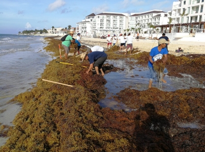 Hacienda apoya proyecto de atención al sargazo en el gran Caribe