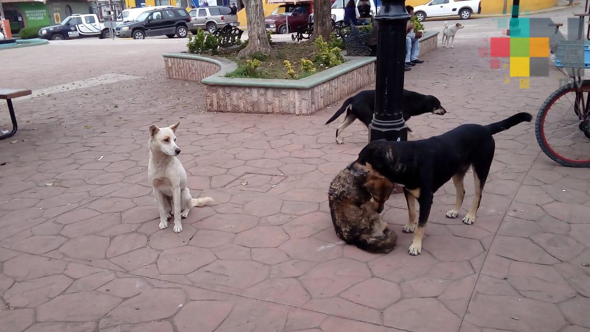 Abandono de animales en vía pública continúa impactando la sanidad urbana