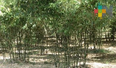 México con potencial para cultivo de bambú a gran escala