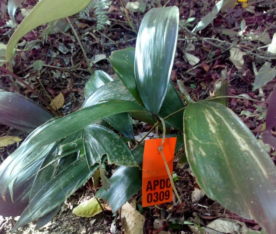 Crean reserva natural para la protección de la ceratozamia miqueliana, planta endémica del sur de Veracruz