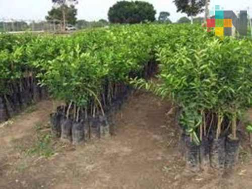 Sembrarán limón persa en la sierra misanteca