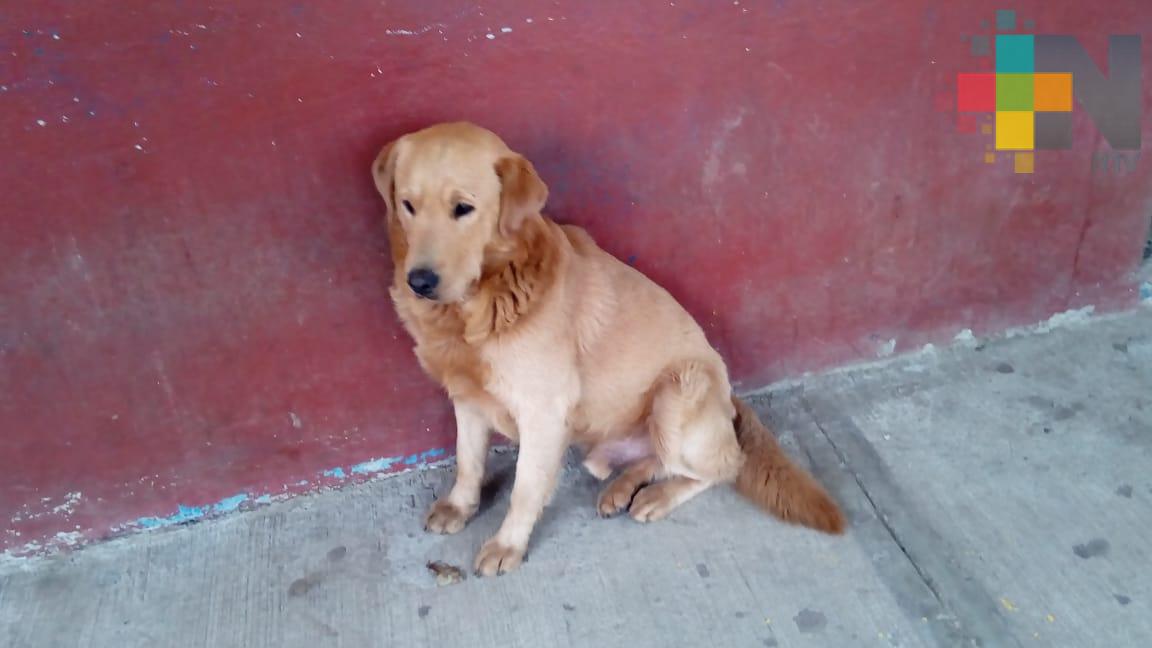 Estudiantes de Maestría de la UV organizan actividades en beneficio de «Amigos de los Animales»