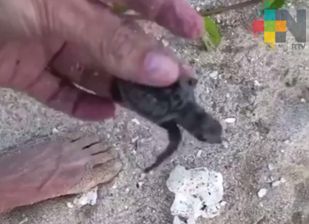 Sin daños en nidos de tortugas carey en Isla Salmedina; ambientalista pide sanciones a responsables