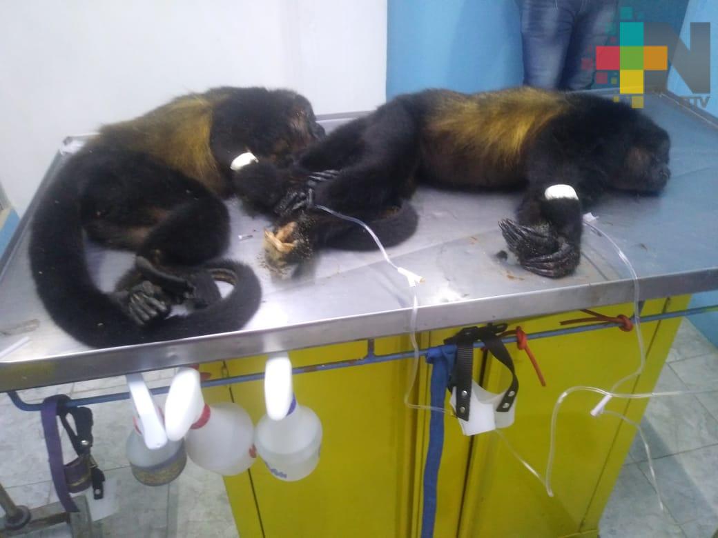 Mueren dos monos aulladores por posible envenenamiento