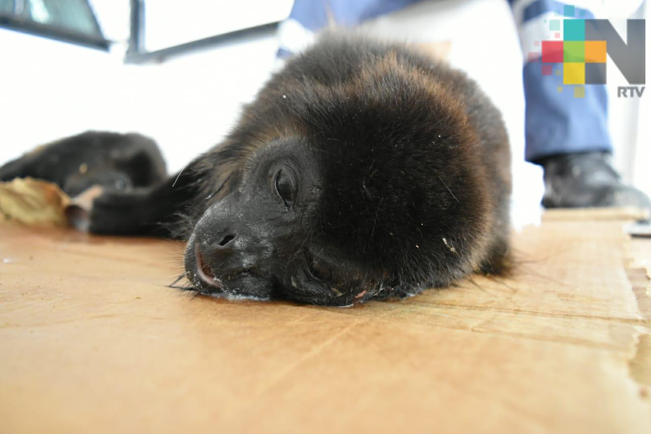 Localizan casquillos cerca de monos aulladores muertos en zona sur de Veracruz