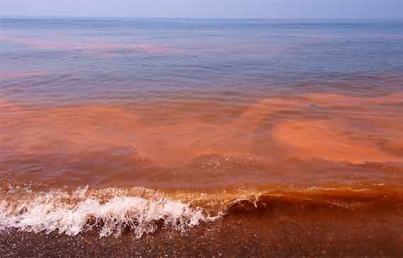 Marea roja causa muerte marina sin precedentes en Florida