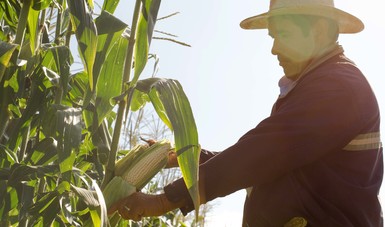 Registra el campo resultados positivos al primer semestre del año