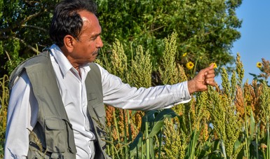 Aumenta interés de China por importar sorgo mexicano: Sagarpa