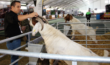 Expo ganadera-pecuaria se consolida como la mejor en su tipo en América Latina