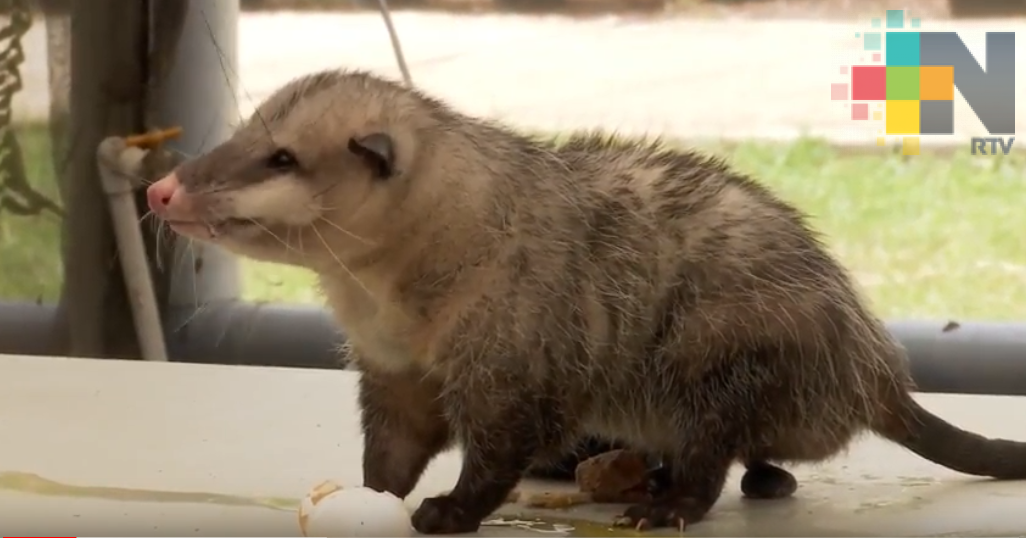 Liberarán tlacuaches en Área Natural Protegida de Xalapa