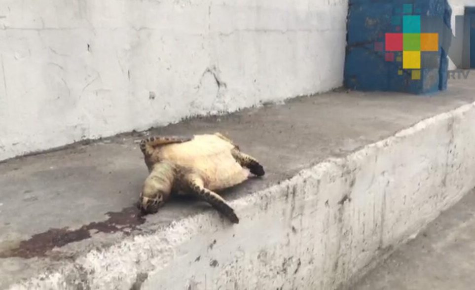Encuentran tortuga muerta en playa Martí de Veracruz