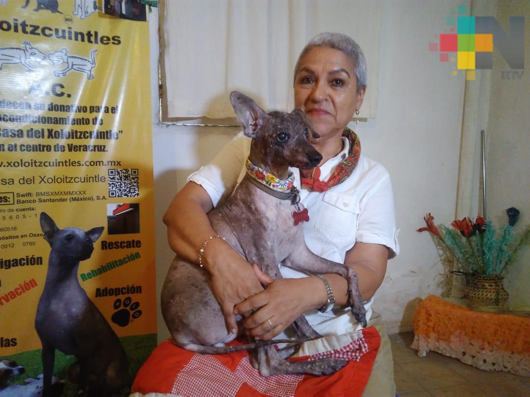 Proponen incluir al xoloitzcuintle en el aniversario de la fundación de Veracruz