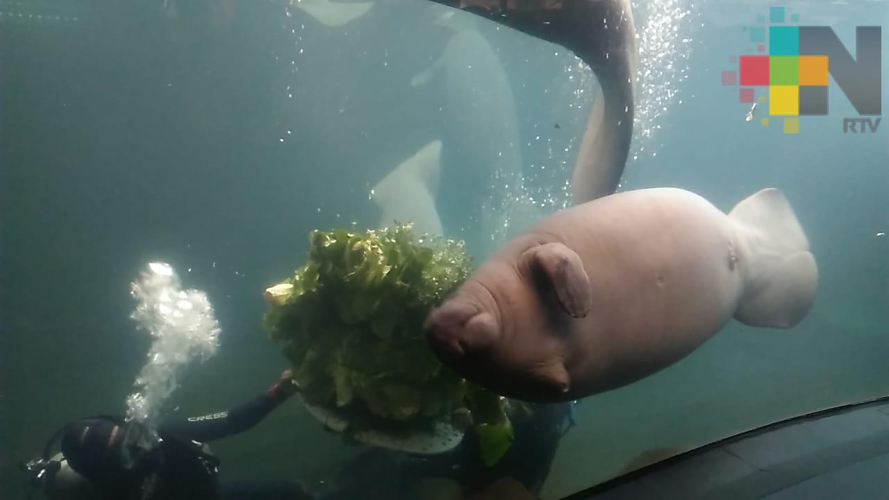 Acuario de Veracruz celebra el Día Nacional del Manatí