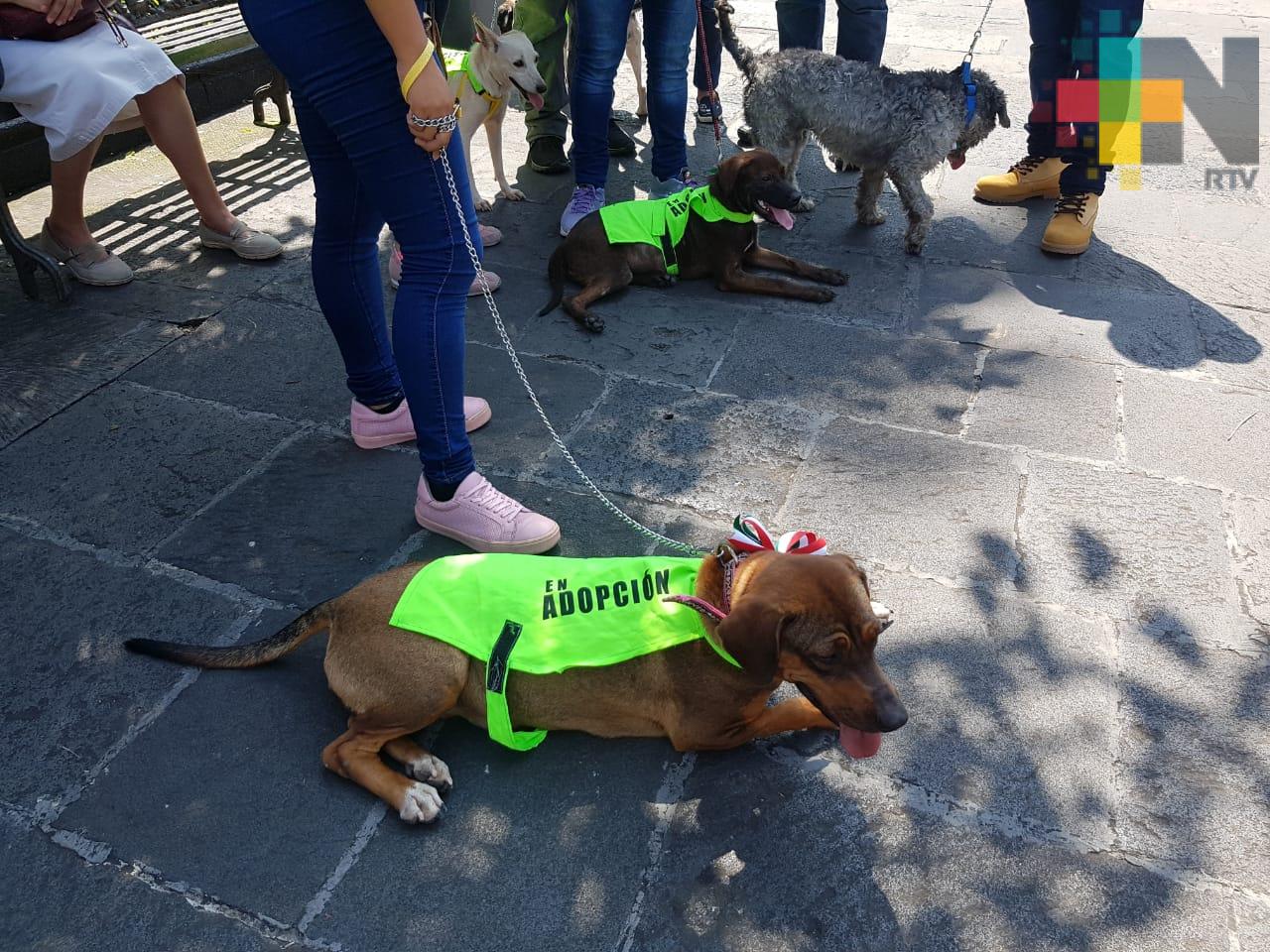 Caminata canina en Córdoba para dar mascotas en adopción