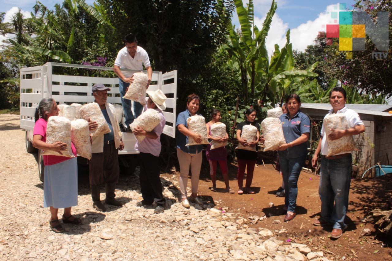 Continúa el impulso al cultivo y producción de hongos comestibles en Ixtaczoquitlán