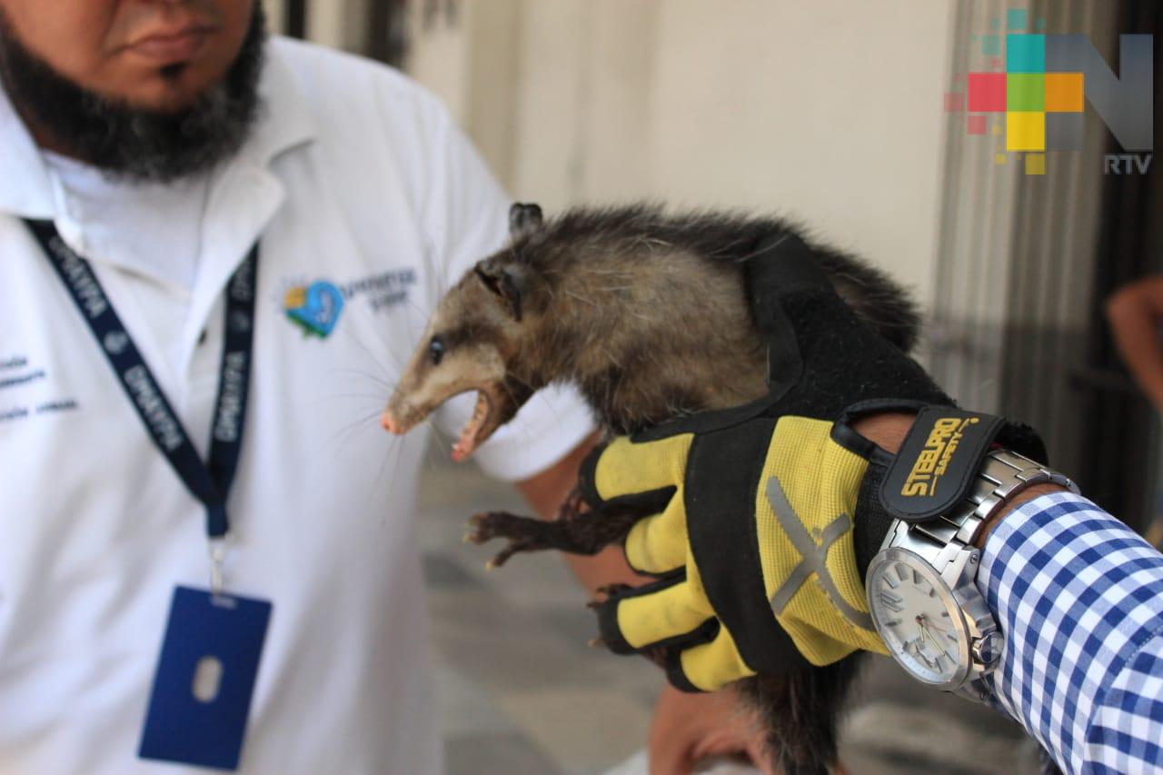 Rescatan tlacuache arrojado a un bote de basura en el zócalo de Veracruz