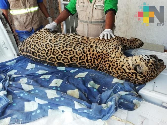 Profepa presentará denuncia penal por la muerte de un jaguar en Veracruz