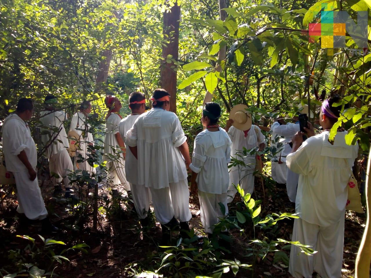 Ancestral corte y arrastre de Palo del Volador en el Tajín