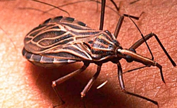 En Veracruz han fallecido más de mil personas por enfermedad de Chagas
