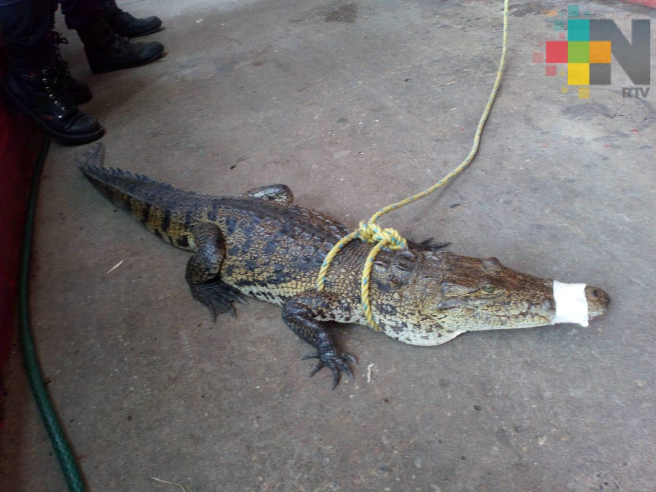 Capturan reptiles en diferente puntos de Coatzacoalcos