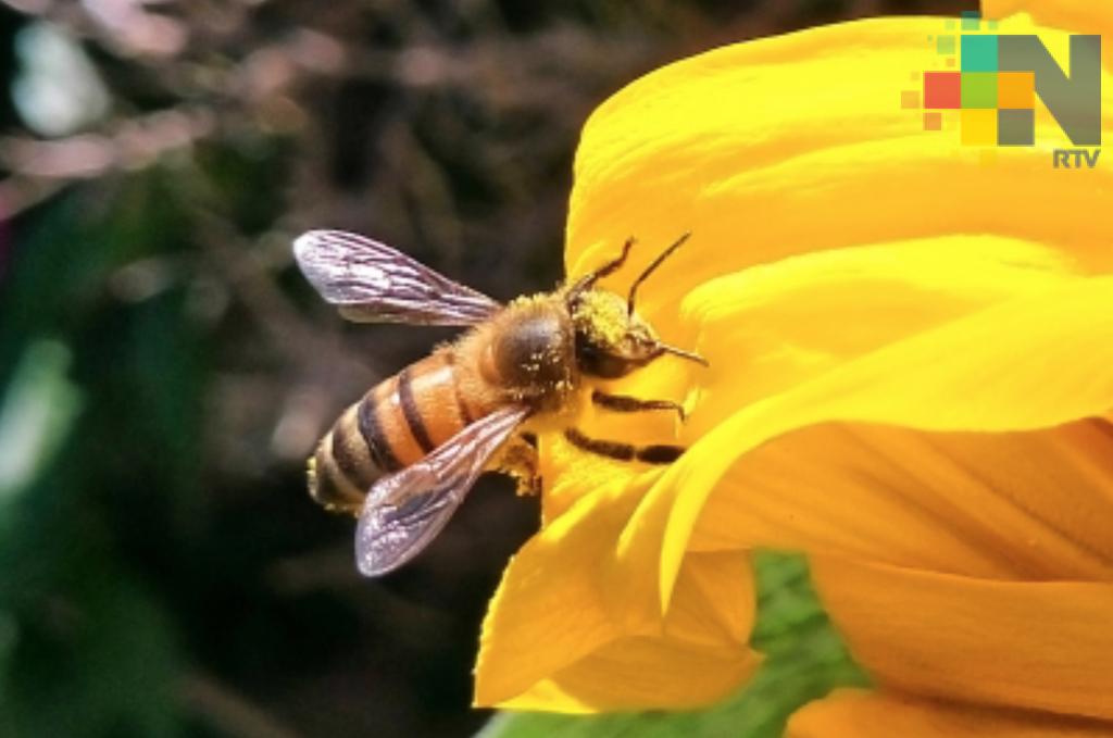 Sin las abejas desaparecerían la mitad de las plantas, afirma académica